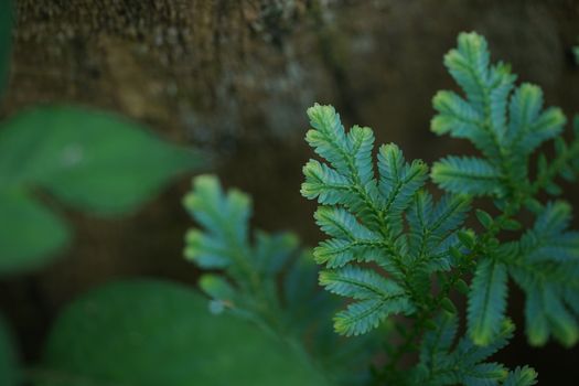 Blue and Gold fern close up found only in abundant forests. Natural beauty is rare.