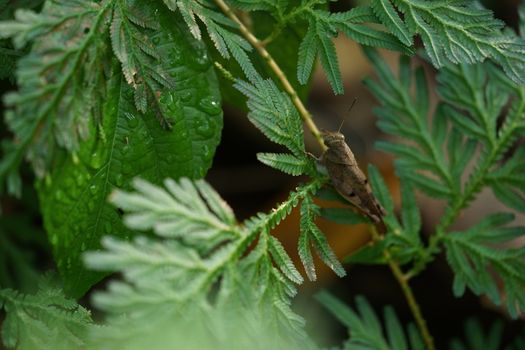 Blue and Gold fern close up found only in abundant forests. Natural beauty is rare.