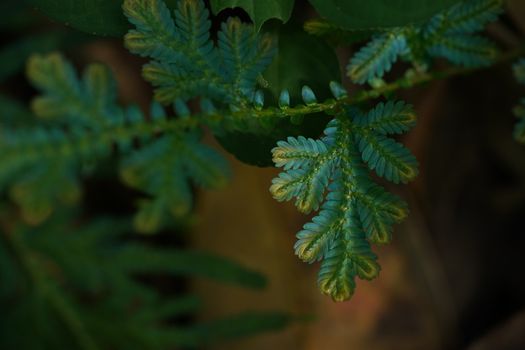 Blue and Gold fern close up found only in abundant forests. Natural beauty is rare.