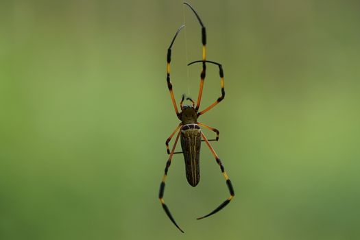 Nephila Pilipes Spider are rare in Thailand. The body has a large human face.