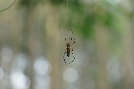 Nephila Pilipes Spider are rare in Thailand. The body has a large human face.