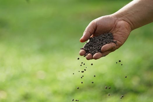 Man's hand is sowing fertilizer. Important steps to take care of plants.