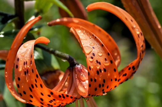 orange tiger Lily with rain drops lit by the morning sun