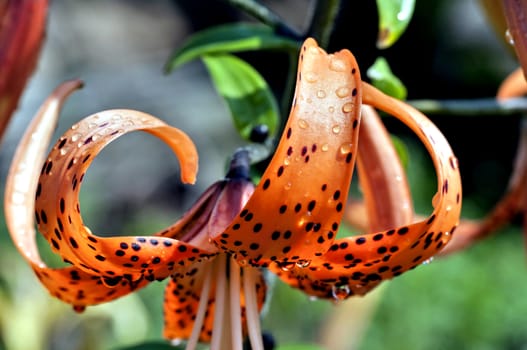 orange tiger Lily with rain drops lit by the morning sun