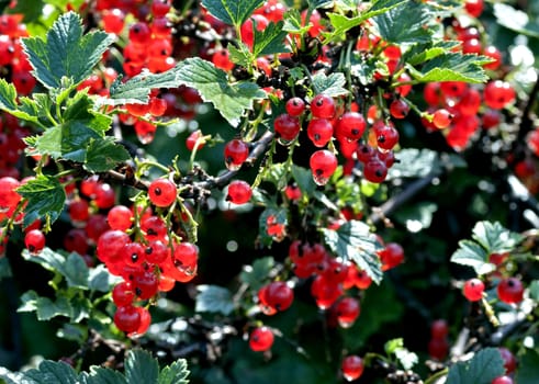 red currant sun-lit ripens in the garden