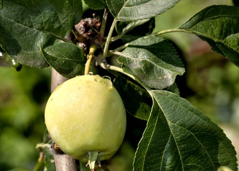 apples on an Apple tree with raindrops lit by the sun