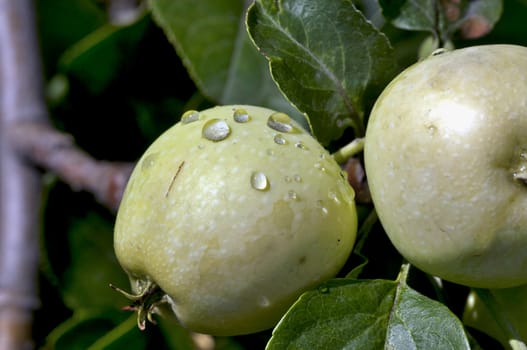 apples on an Apple tree with raindrops lit by the sun