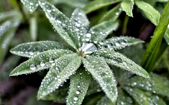 round dew drops on green plant leaves in the early morning in cloudy weather, soft focus