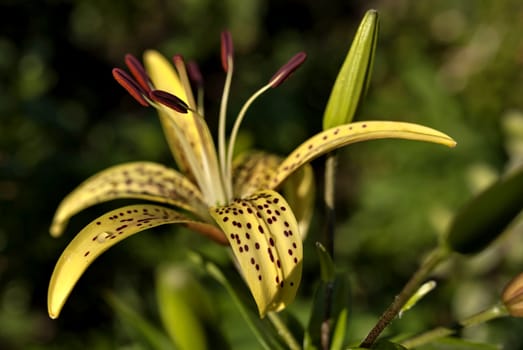 yellow tiger Lily with raindrops on the petals early morning, soft focus