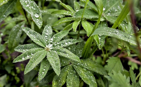 round dew drops on green plant leaves in the early morning in cloudy weather, soft focus