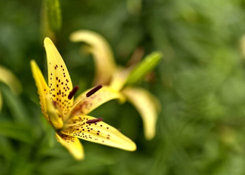 yellow tiger Lily with raindrops on the petals early cloudy morning, soft focus