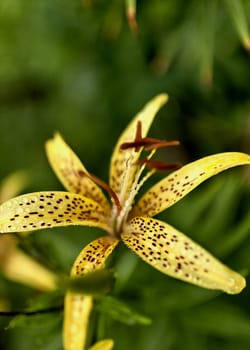 yellow tiger Lily with raindrops on the petals early cloudy morning, soft focus