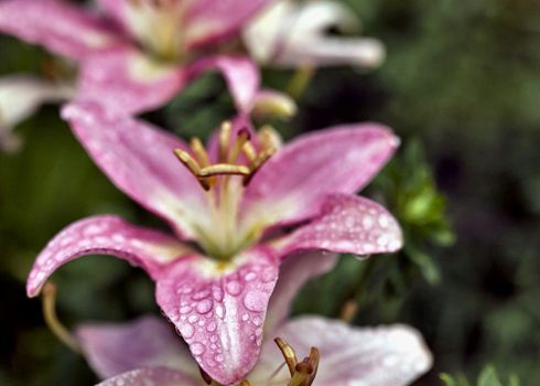 pink Lily with drops of rain on blurred nature background