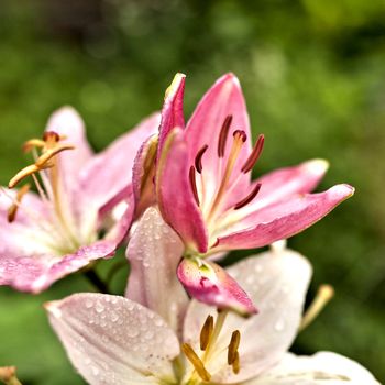 pink Lily with drops of rain on blurred nature background