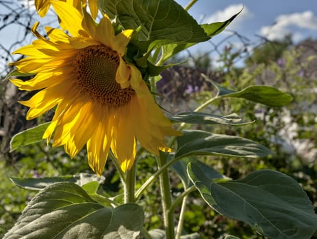 yellow sunflowers illuminated by the sun against the blue sky