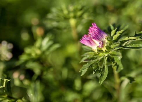 blooming Bud of pink Aster with rain drops in the morning sun on a blurred natural background