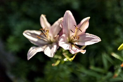 pink Lily with drops of rain illuminated by the morning sun on blurred nature background