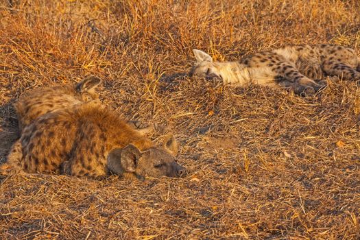 Two sleeping hyenas (Crocuta crocuta) photographed in Kruger National Park, South Africa.