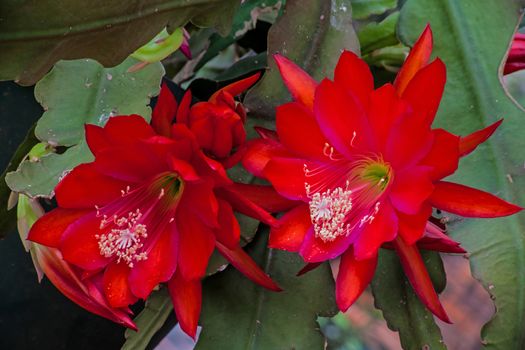 The red flower of the Schlumbergera epiphyllum cactus, Also known as the Christmas or Thanksgiving flower.