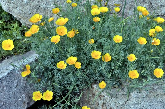 yellow flowers bloom among the granite stones