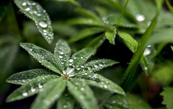 round dew drops on green plant leaves in the early morning in cloudy weather, soft focus