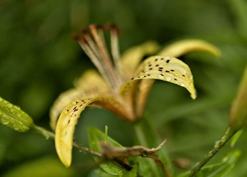 yellow tiger Lily with raindrops on the petals early cloudy morning, soft focus