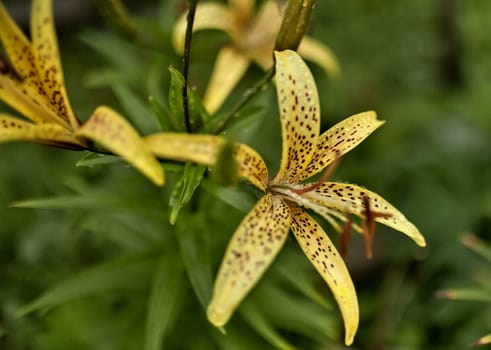 yellow tiger Lily with raindrops on the petals early cloudy morning, soft focus