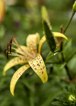 yellow tiger Lily with raindrops on the petals early cloudy morning, soft focus