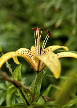 yellow tiger Lily with raindrops on the petals early cloudy morning, soft focus