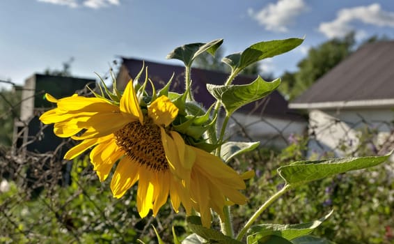 yellow sunflowers illuminated by the sun against the blue sky