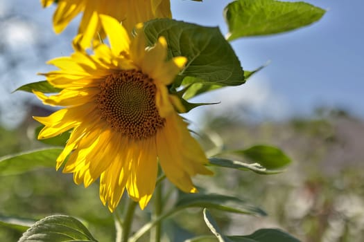 yellow sunflowers illuminated by the sun against the blue sky