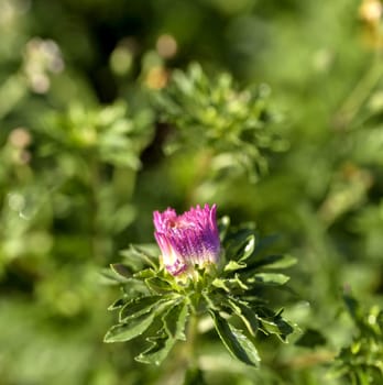 blooming Bud of pink Aster with rain drops in the morning sun on a blurred natural background