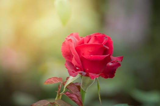 Roses in the garden, Roses are beautiful with a beautiful sunny day.