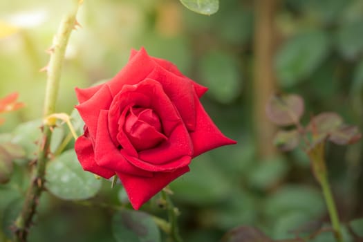 Roses in the garden, Roses are beautiful with a beautiful sunny day.