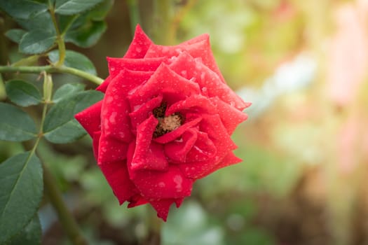 Roses in the garden, Roses are beautiful with a beautiful sunny day.