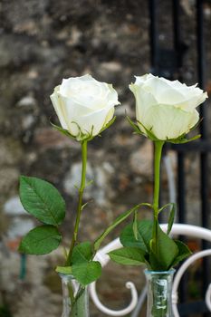 Two white roses with green petals on vintage background of medieval castle wall of aged stone with black iron gate