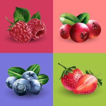 Raspberries, cranberries blueberries and strawberries illustrations