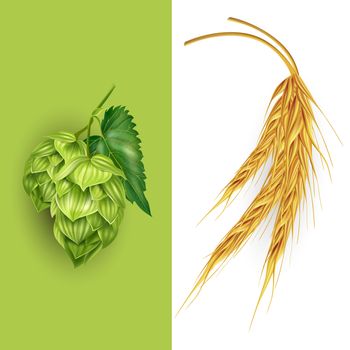 Hops and malt,  illustration on white background.