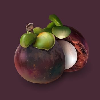 Mangosteen realistic illustration on dark purple background.