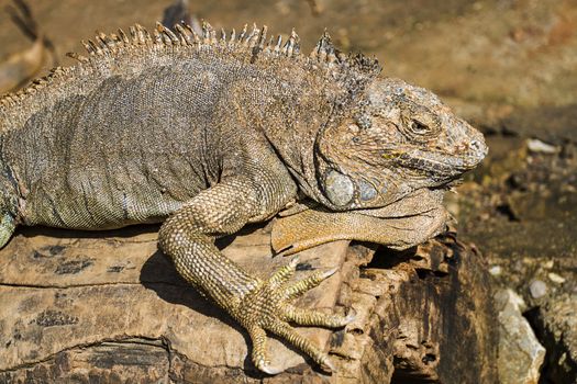 Brown iguana resting on a tree log