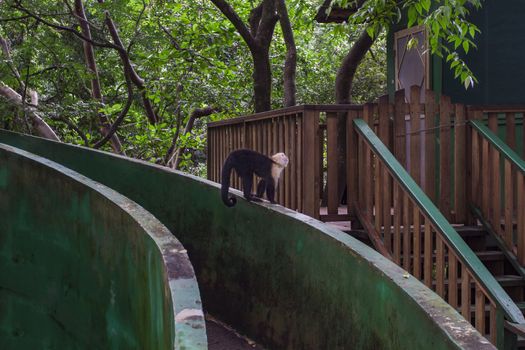 capuchin monkey walking on a concrete rail