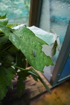 Anchises cattleheart caterpillar on a green leaf