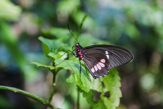 butterfly with black wing and pink spot resting on a leaf
