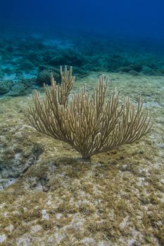 Black Sea Rod coral at the bottom of the Caribbean sea
