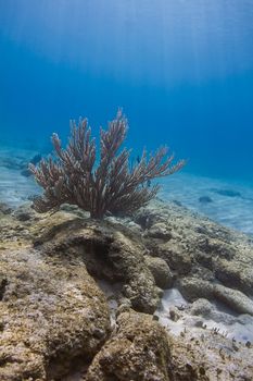 Plexaura homomalla at the bottom of the Caribbean sea