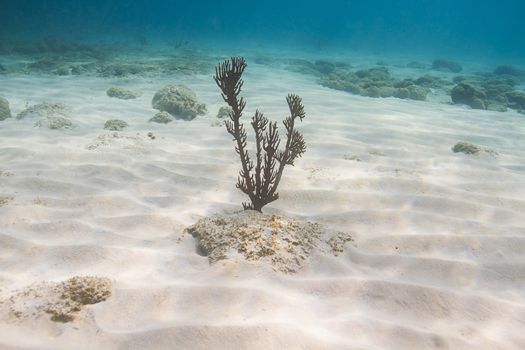 single plexaura homomalla growing at the bottom of the Caribbean sea