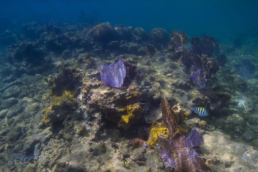 Deep sea caribbean reef with a few coral fan