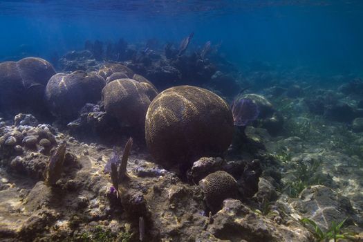 Multiple large ball of Grooved Brain Coral