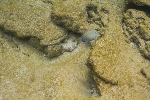 Ocean surgeonfish swimming over beige rock in the caribbean ocean