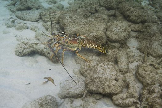 Caribbean Spiny Lobster walking on the bottom of the ocean